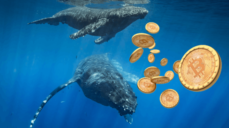 Bitcoin Whales' $3B Stash Surge Atklāts janvāra datiem